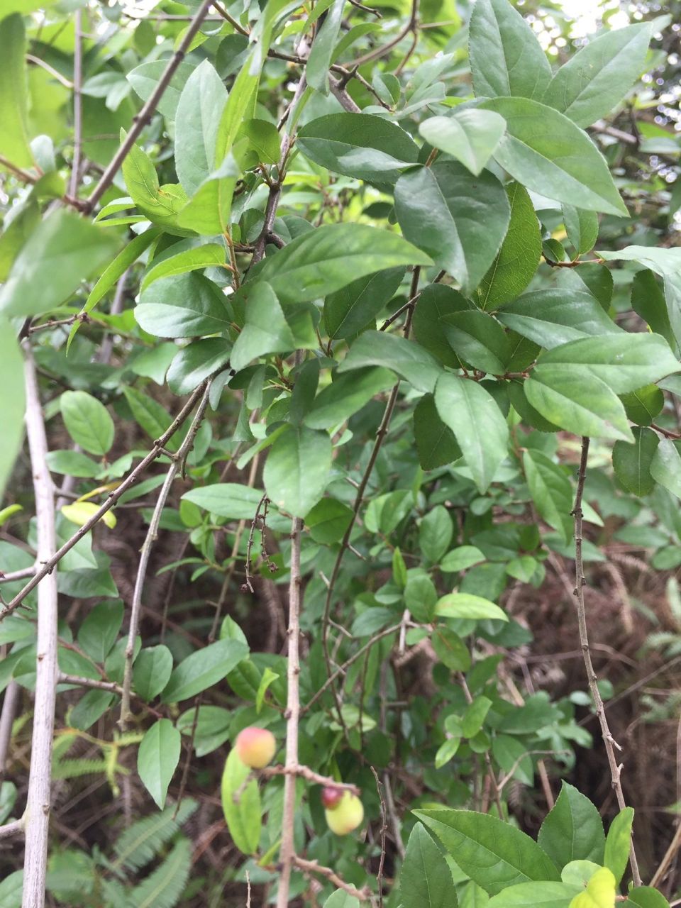 自然中的雀梅藤