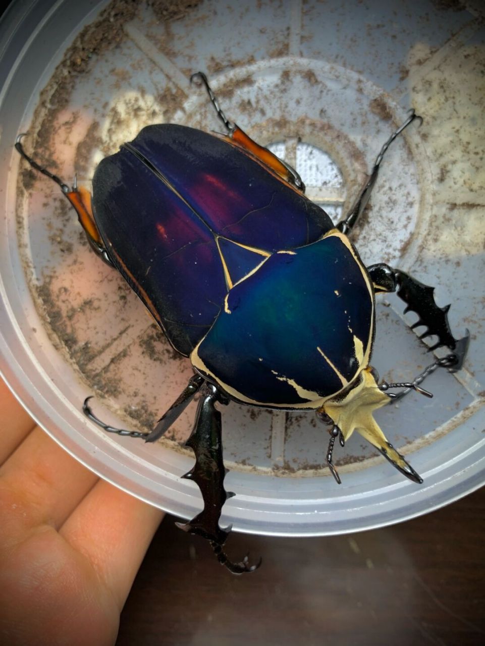 乌干达花金龟 极光蓝紫色大个体