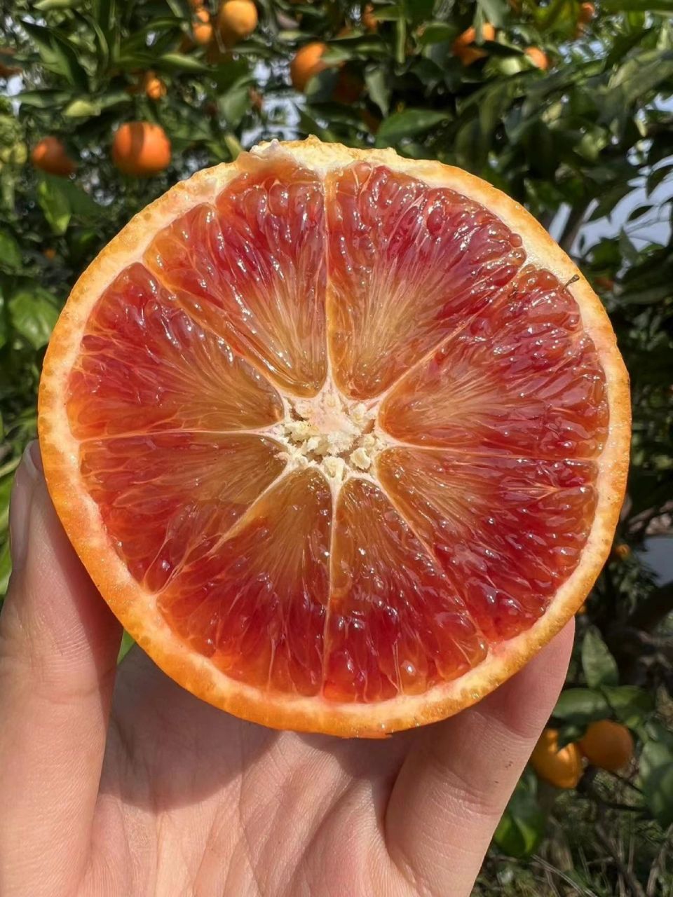 长寿湖血橙的视觉盛宴 长寿湖血橙的视觉盛宴 科普: 血橙血丝的两个