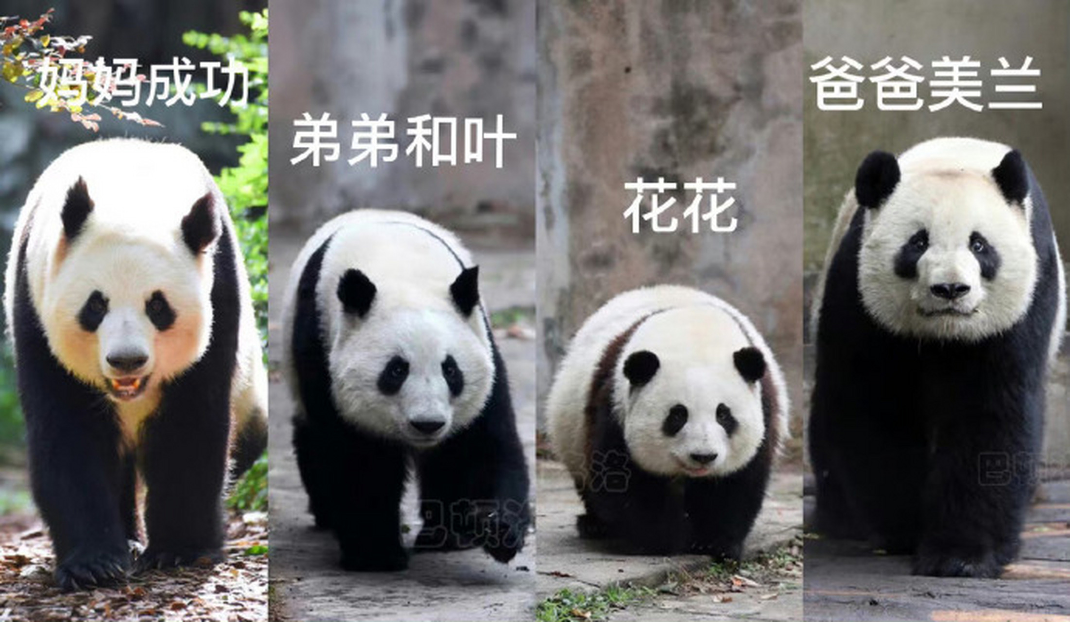 刷微博别忘了熊猫花叶一家四口,那么有趣,那么治愈,那么令人惊喜.