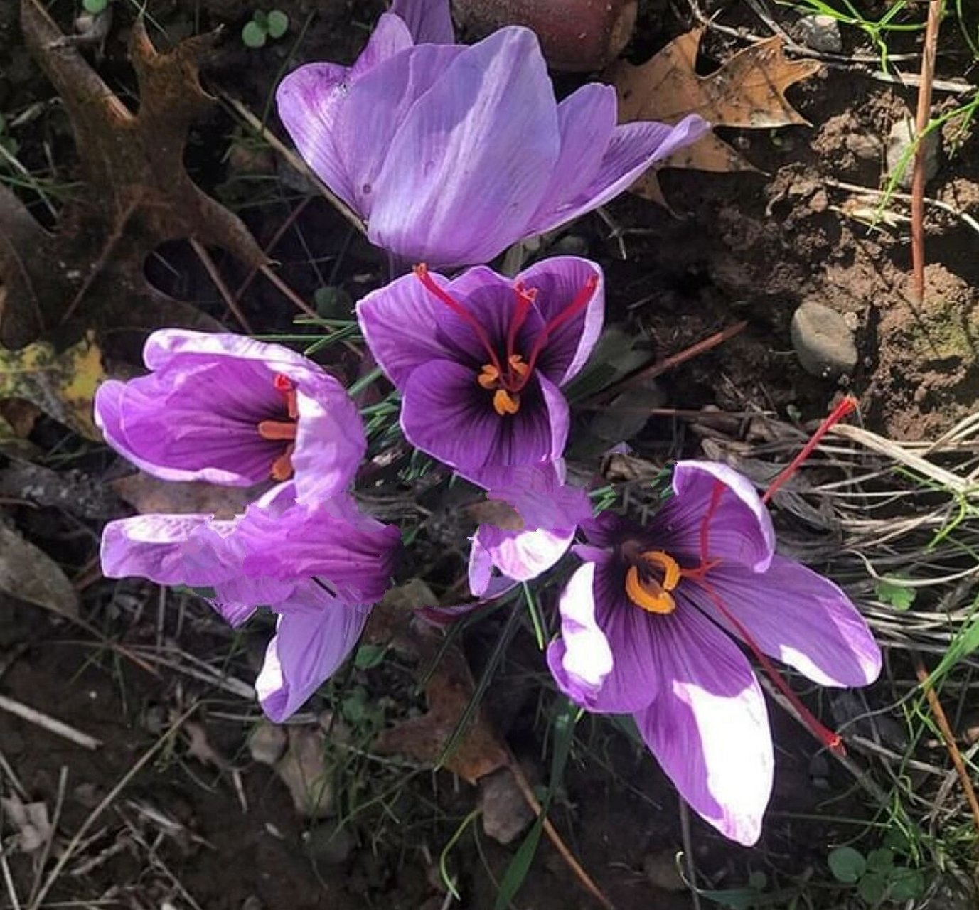 藏红花植株图片图片