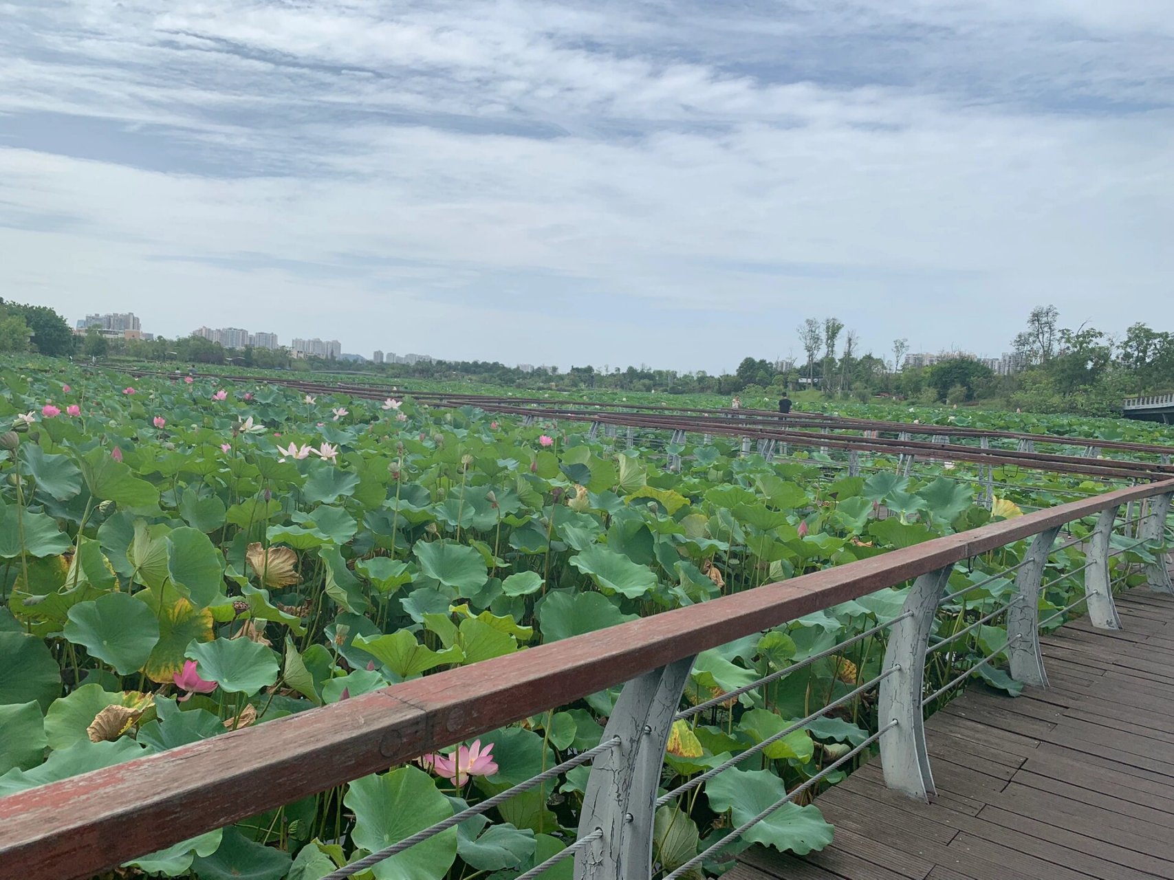 遂宁圣莲岛 满桥满湖的荷花很美.