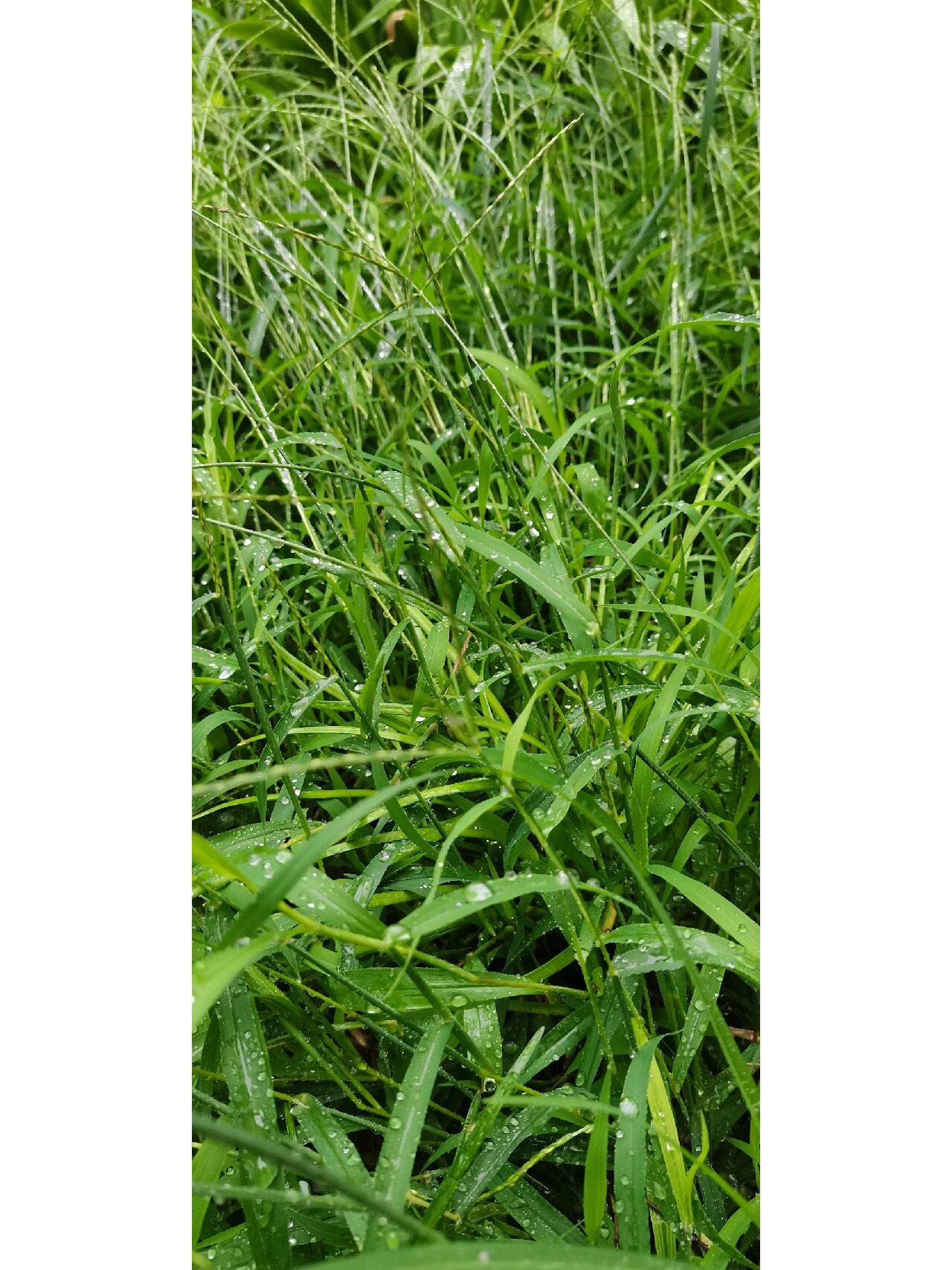 马唐草~ 小时我们把这种草叫抓地龙,甭管是玉米地,烟叶地,还是西瓜地