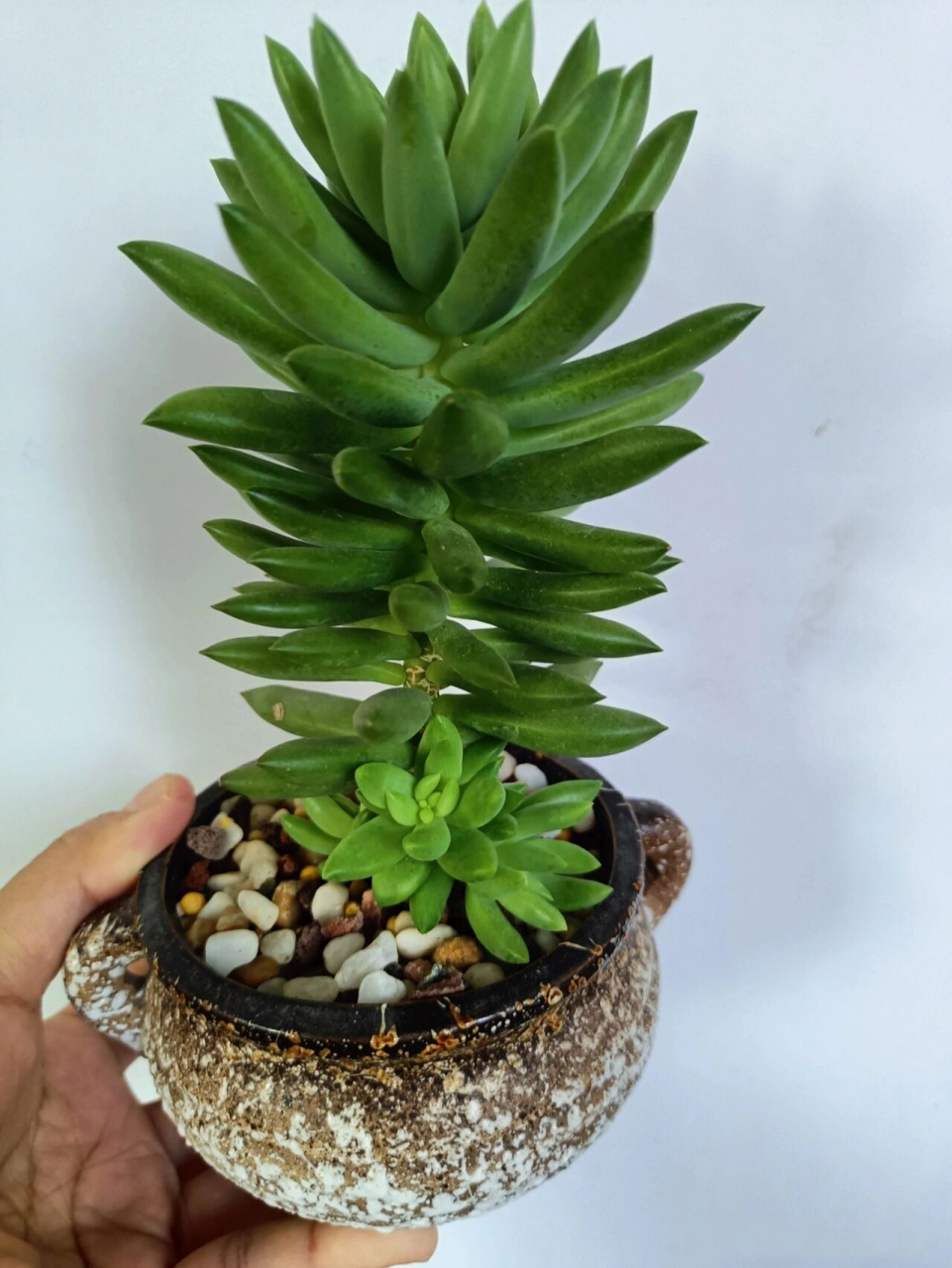《千佛手》 千佛手(xsedeveria harry butterfield)又名王玉珠帘