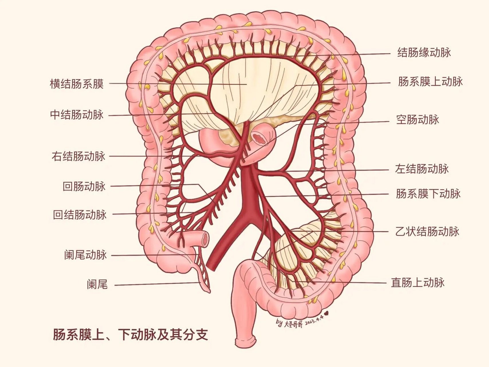 腹腔动脉解剖图谱图片