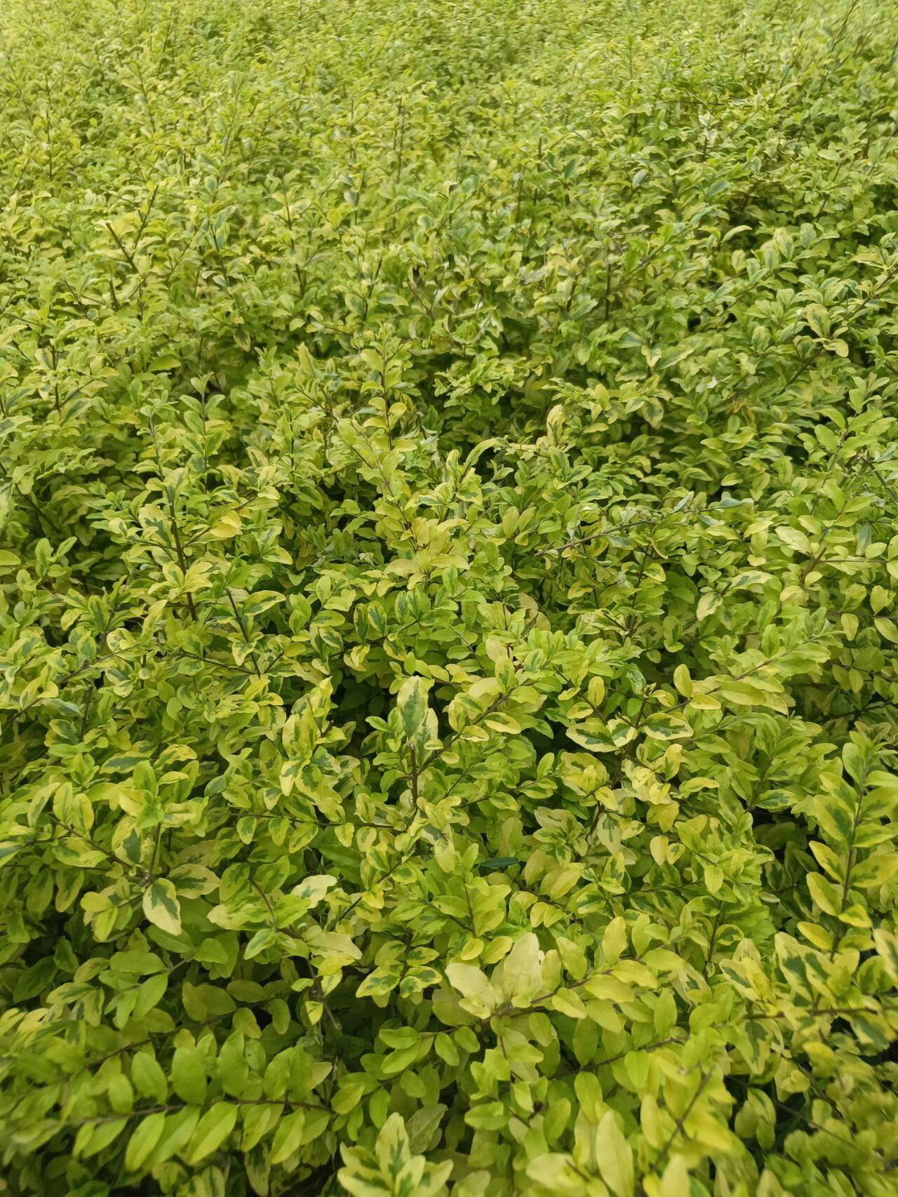 植物小科普～金姬小蜡 别 名:花叶女贞,亮丽女贞,金姬水蜡 科 :木犀科