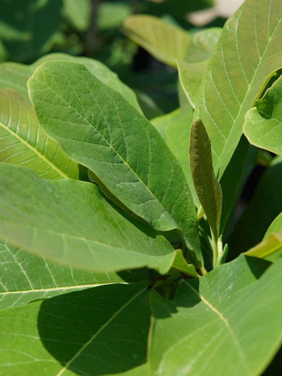 红花凹叶厚朴——花园大叶子系列 红花凹叶厚朴 magnolia officinalis