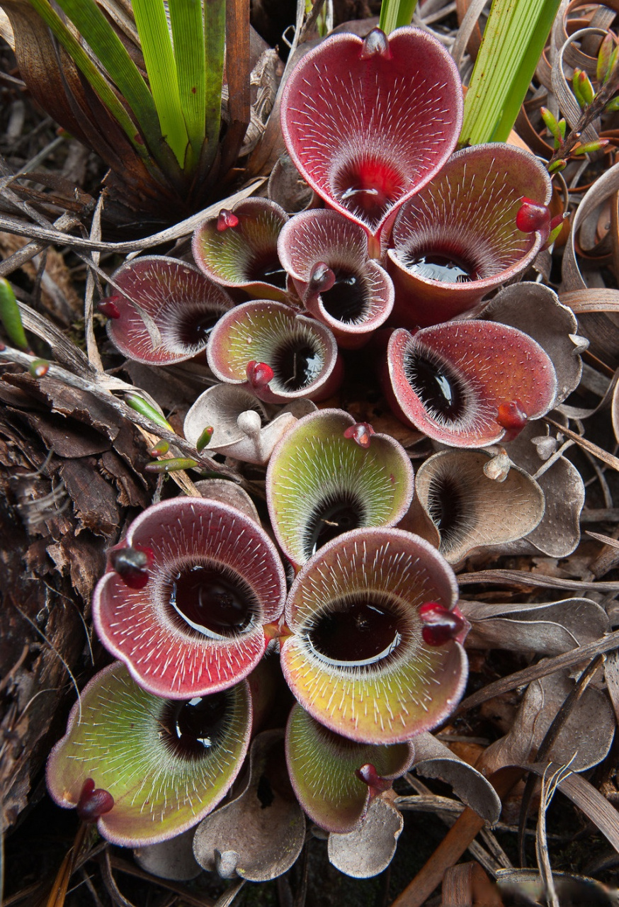 【食肉植物|卷瓶子草】  卷瓶子草属(heliamphora)的植物被国内的食肉