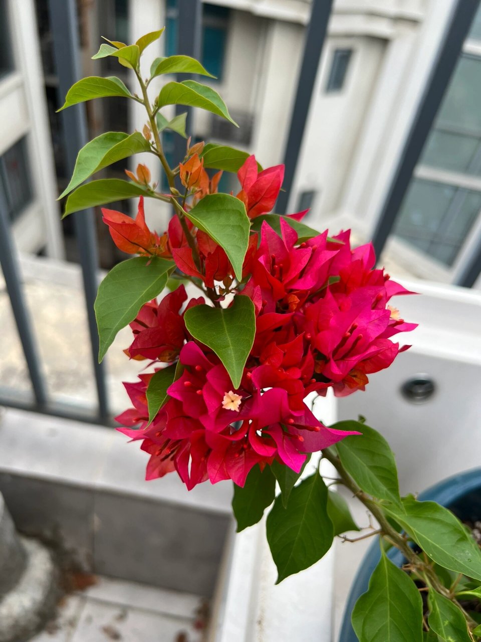 红狐狸尾巴三角梅 花如其名,而且不断长高,不断开花.