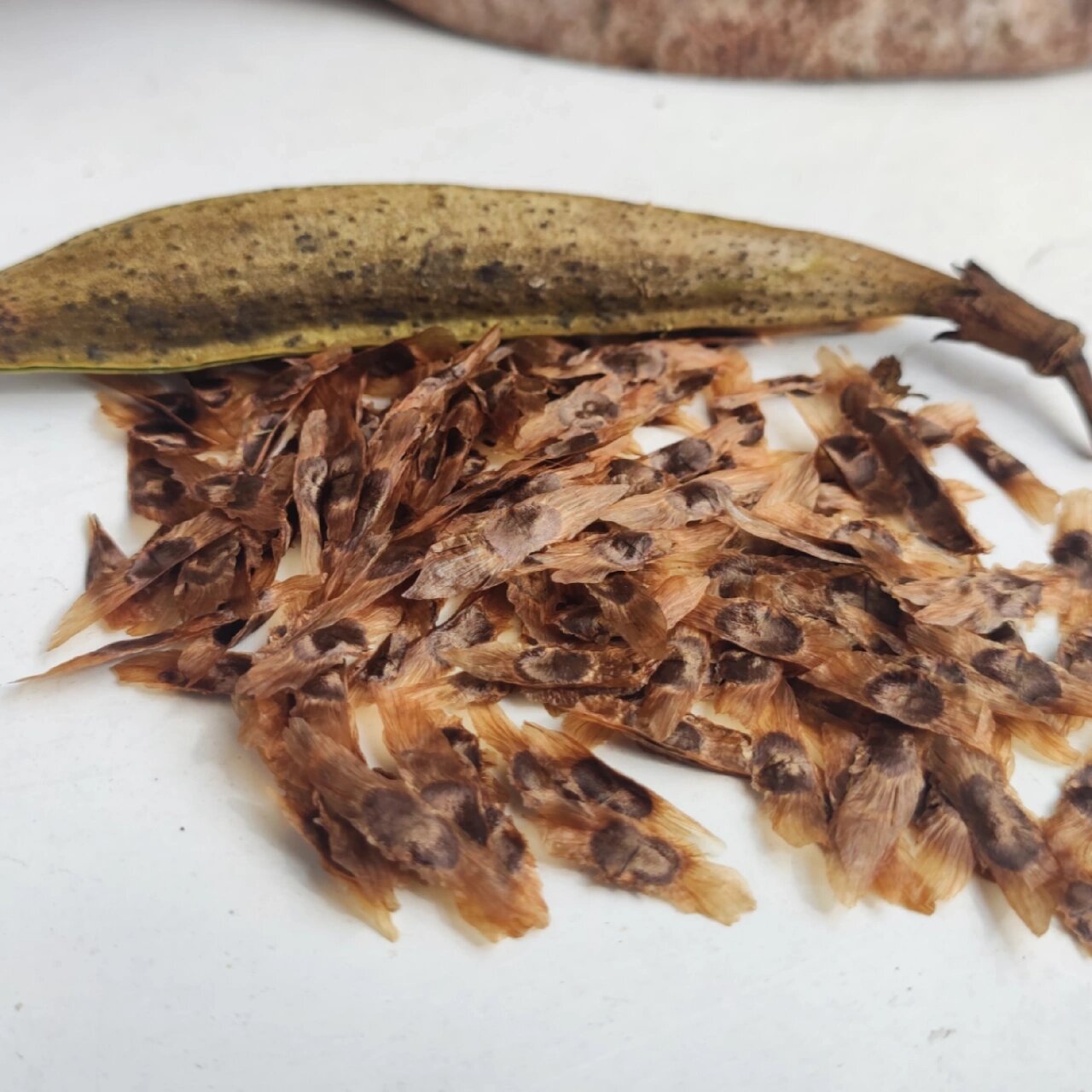 凌霄花种子 整理小花园的第一年,收货了一个凌霄花豆荚(图一),好奇心