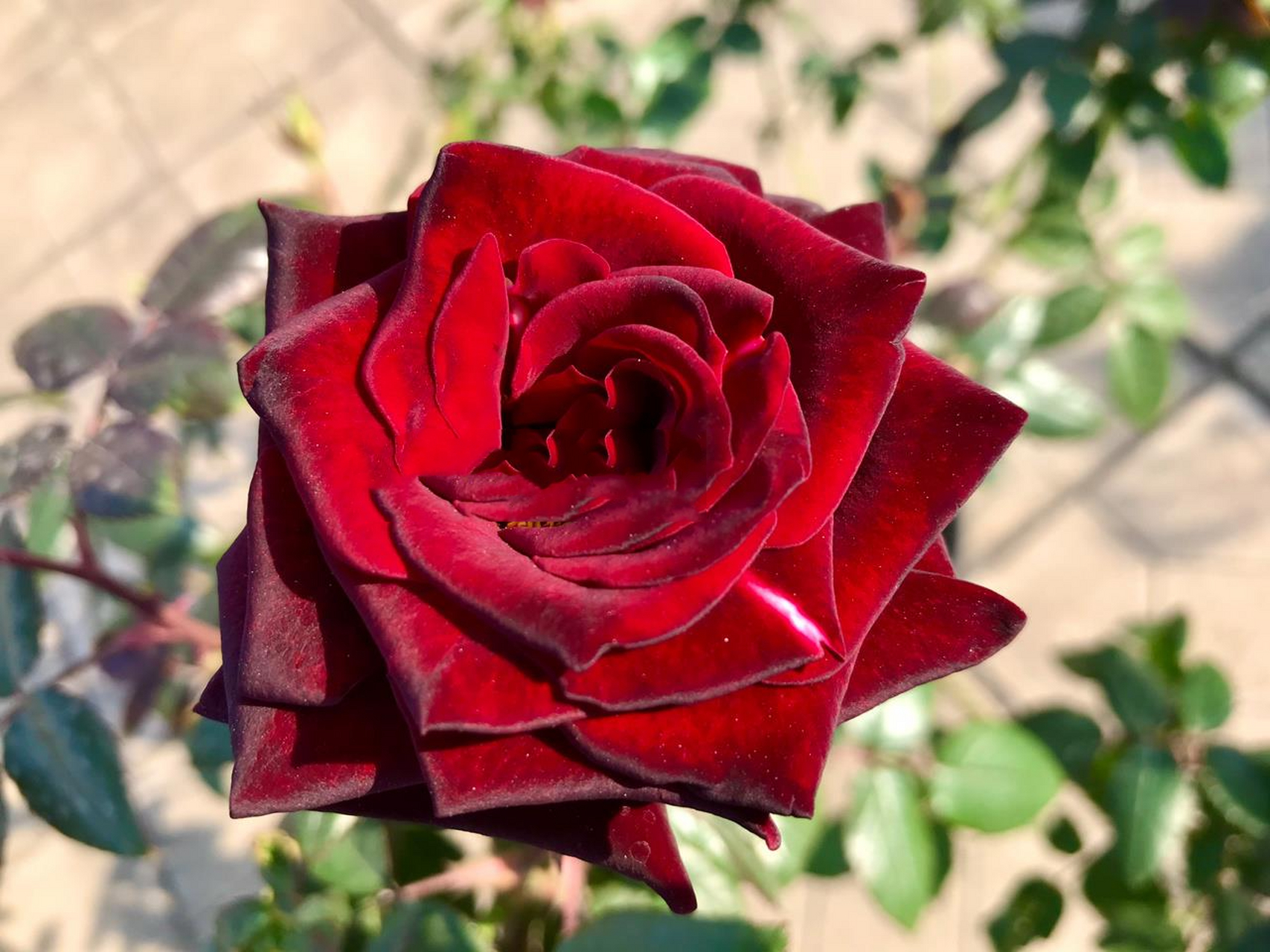 黑魔术月季/深红带黑/花瓣天鹅绒质感/切花 一开始我对这种黑红黑红的