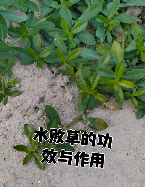 水稗草具有消肿止痛,活血化瘀的功效