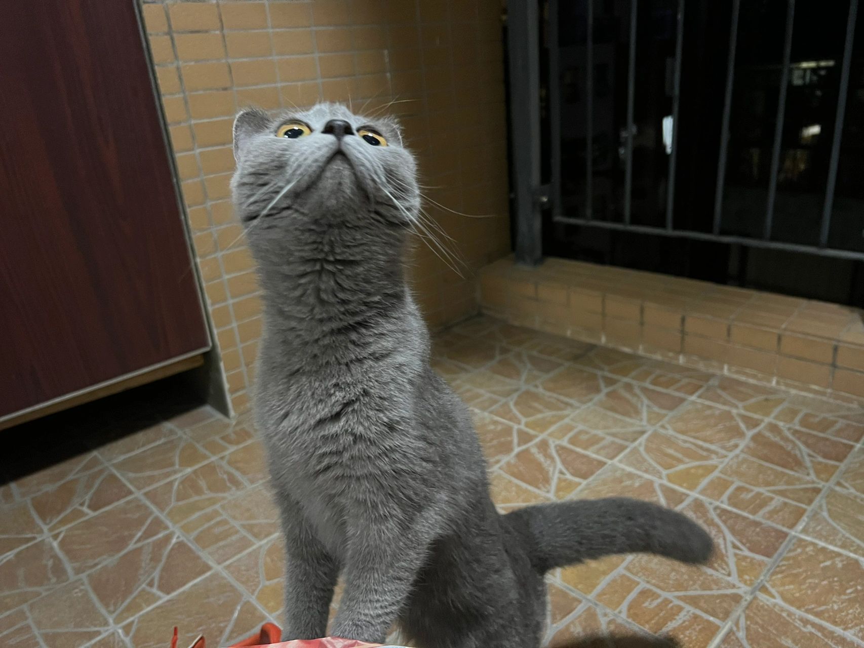 一岁的母蓝猫就是胖不了,其他没有毛病 我们家的蓝猫好可爱,3个月买