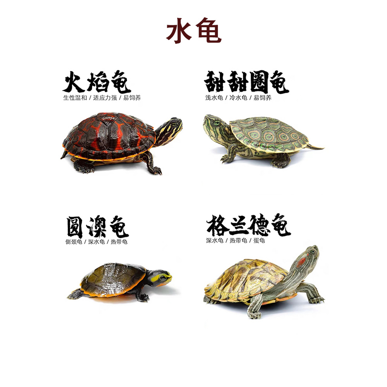 2:墨西哥蛋龟,热带龟,深水龟,小苗子500起,亚体600 .