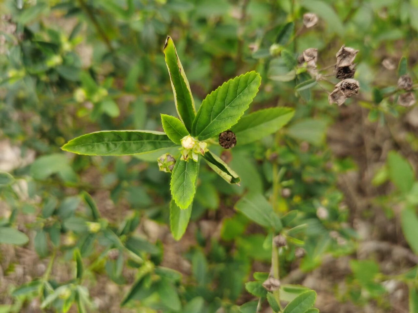 家里长的满地都是,拔了又长