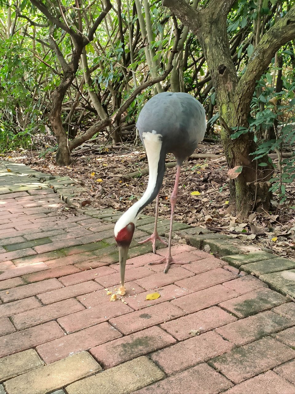 南沙水鸟世界 南沙湿地公园 二十涌万里碧道 1,二十涌万里碧道一般般