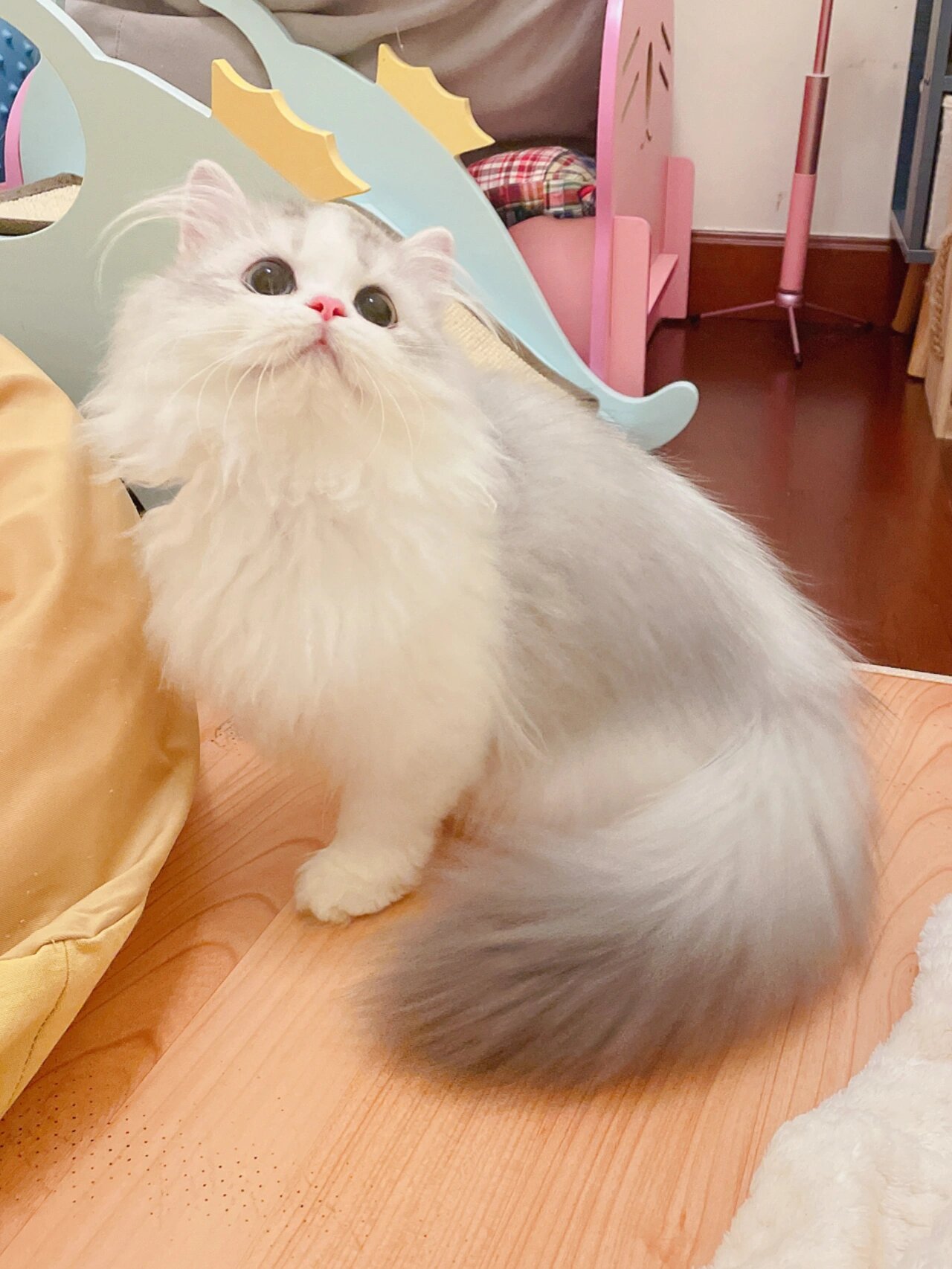 银白长毛 米努特长腿猫