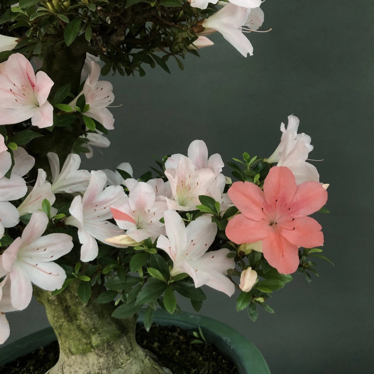 皋月杜鹃～日光 #植物# #花草# #皋月杜鹃# #盆景# #盆栽