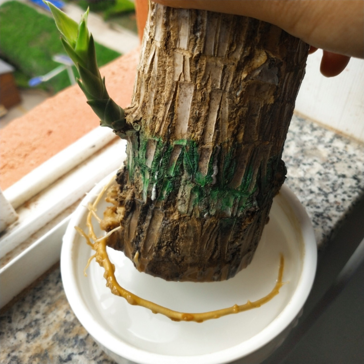 不懂就问 养了半年的巴西木怎么生根了05 去年买了个巴西木养在宿舍