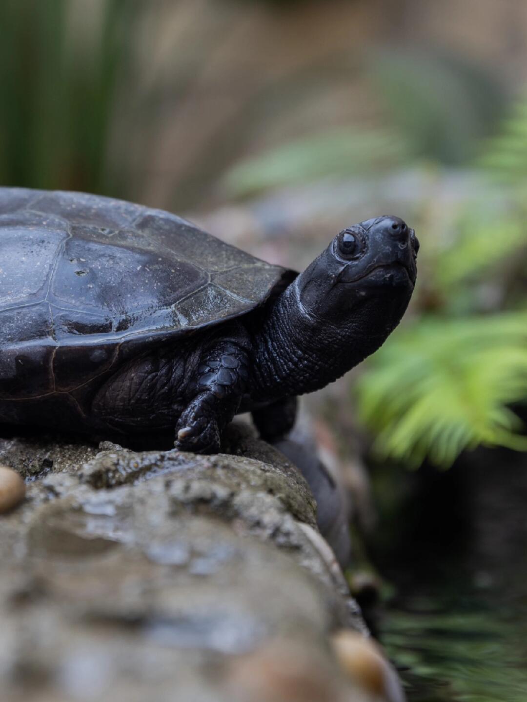我买到的是公龟且接近x成熟,这只买来的时候是普通草龟的🏾棕色