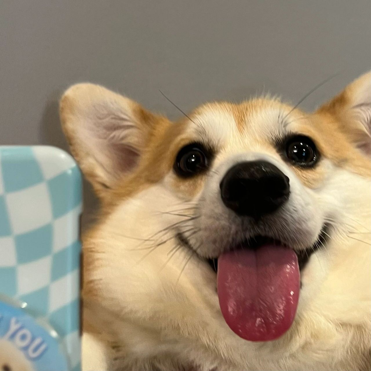 今日份小柯基自拍|头像 拍困了