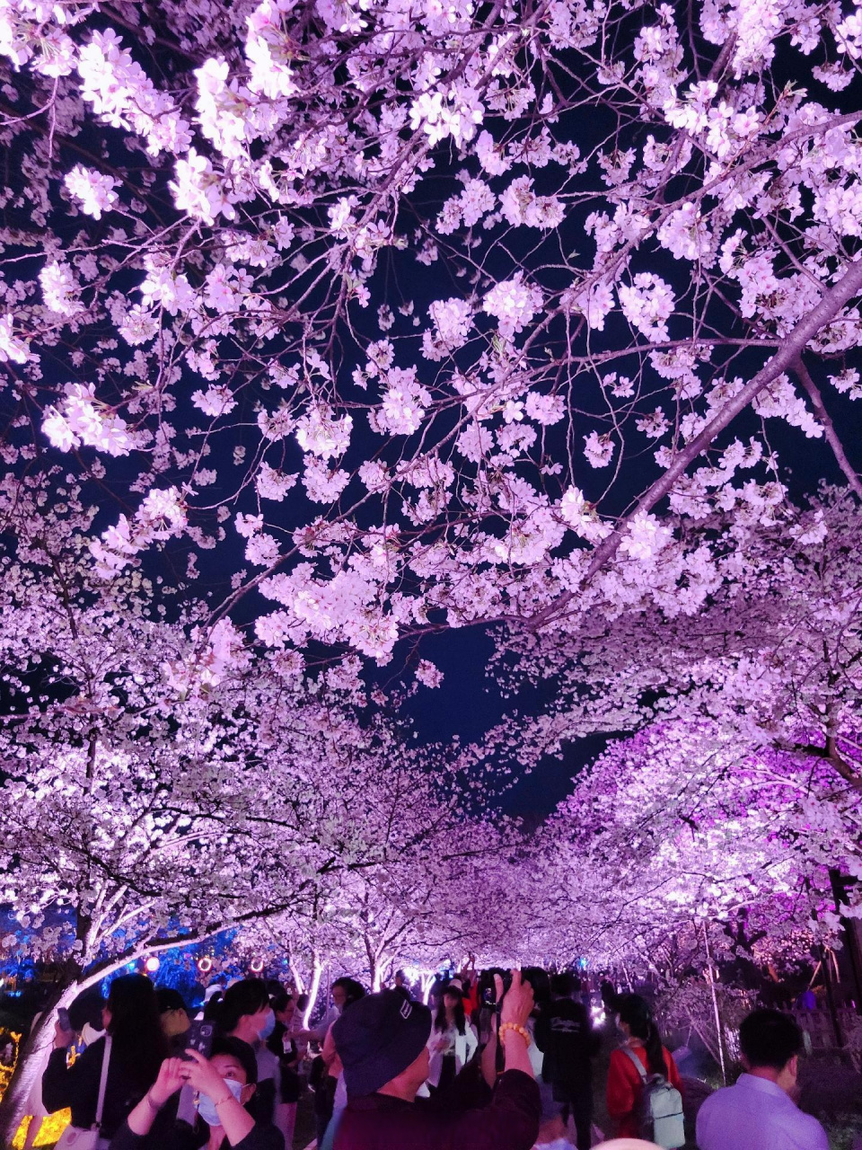 适配得让人心醉趁着夜色入眠吧,晚安98团子们[月亮]  #夜色中的樱花