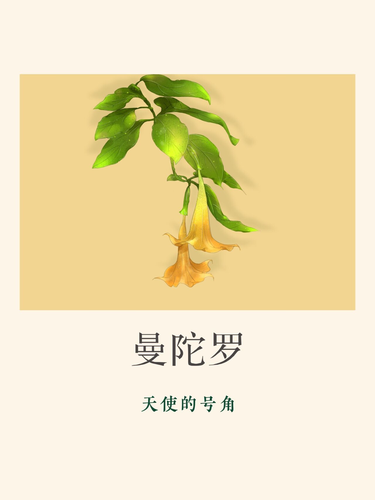 花语花事59-曼陀罗 曼陀罗 (天使的号角) 	 别名:曼达,洋金花,醉心花
