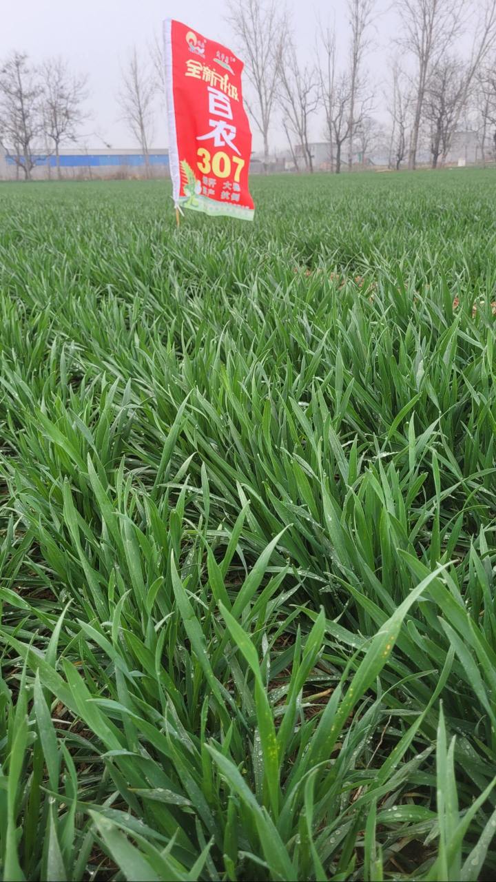 秋乐百农307抗病抗冻,矮杆大穗产量高