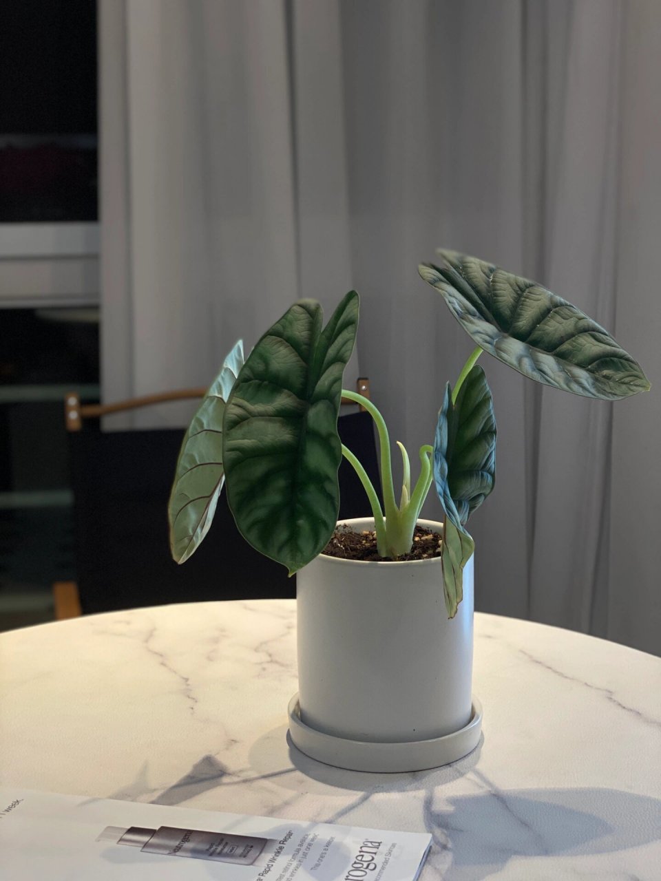 尤其适合新手懒人呀! 白犀牛海芋,银灰绿,皮革质感!