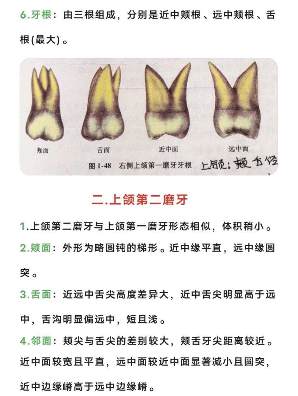 恒牙的解剖形态