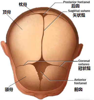 新生儿前后囟的位置及形态特征与成人颅有什么异同