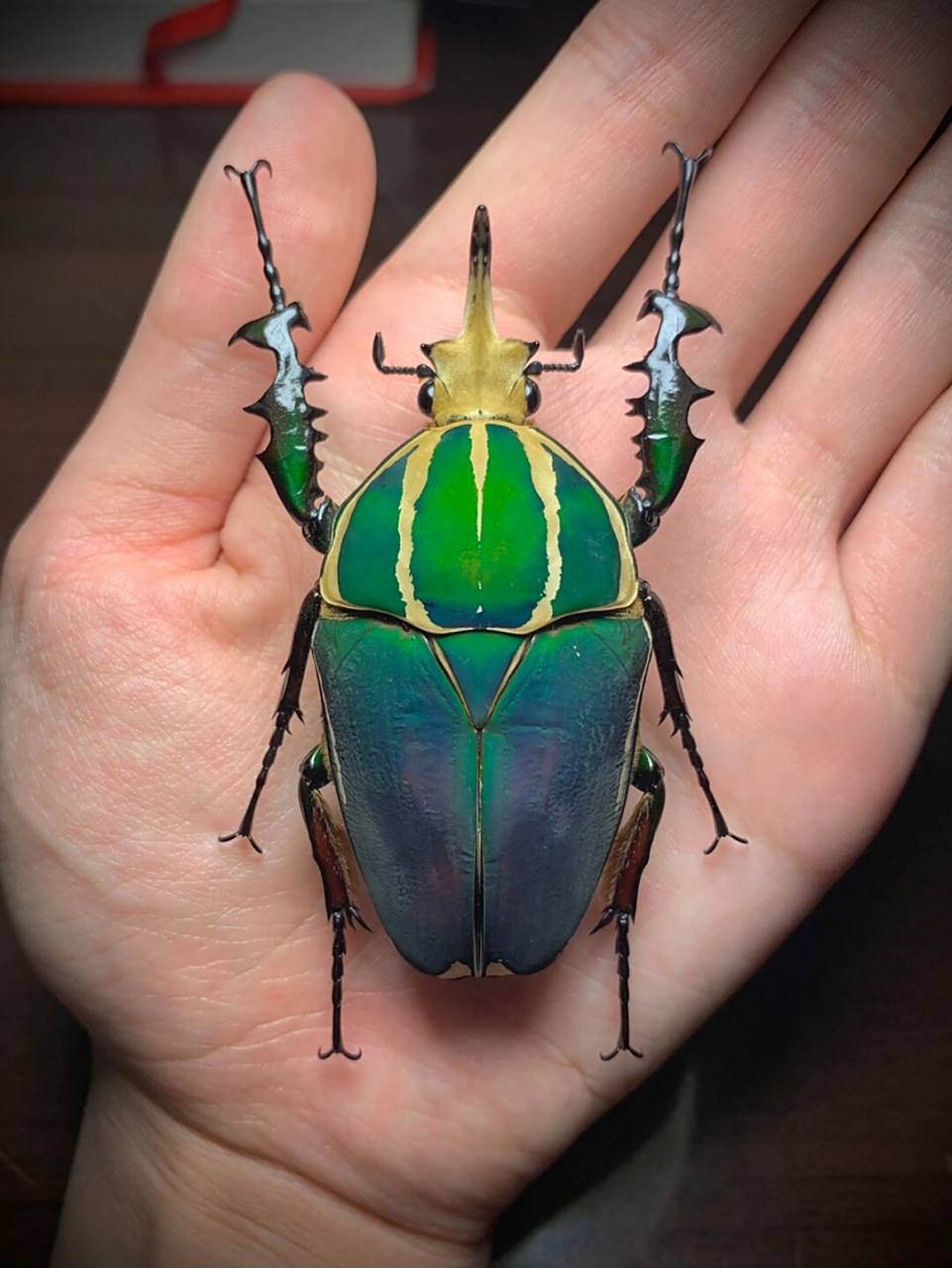 极光蓝绿色乌干达花金龟的标本～ 自养76的大个体,颜
