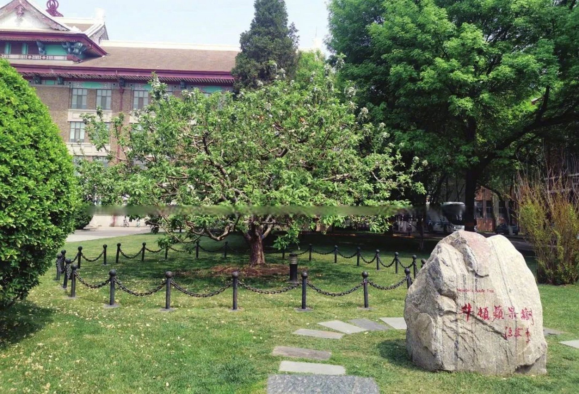 天津新闻# 【天津大学"牛顿苹果树",花开正浓!