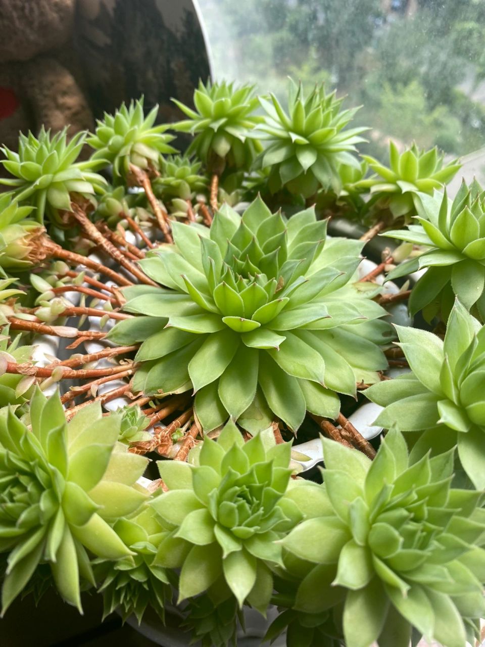 多肉 观音莲爆盆 舅妈养的多肉爆盆了 里三层外三层 还有不断的新芽冒