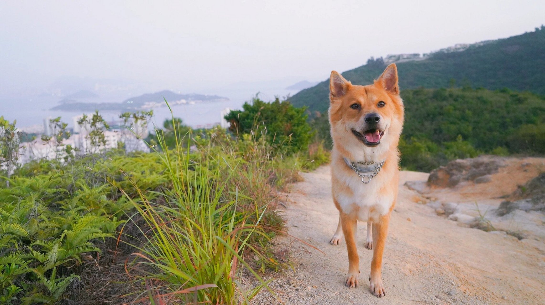中华田园犬长毛款 小时候安安静静的,还喜欢搭着手一副很专业的样子