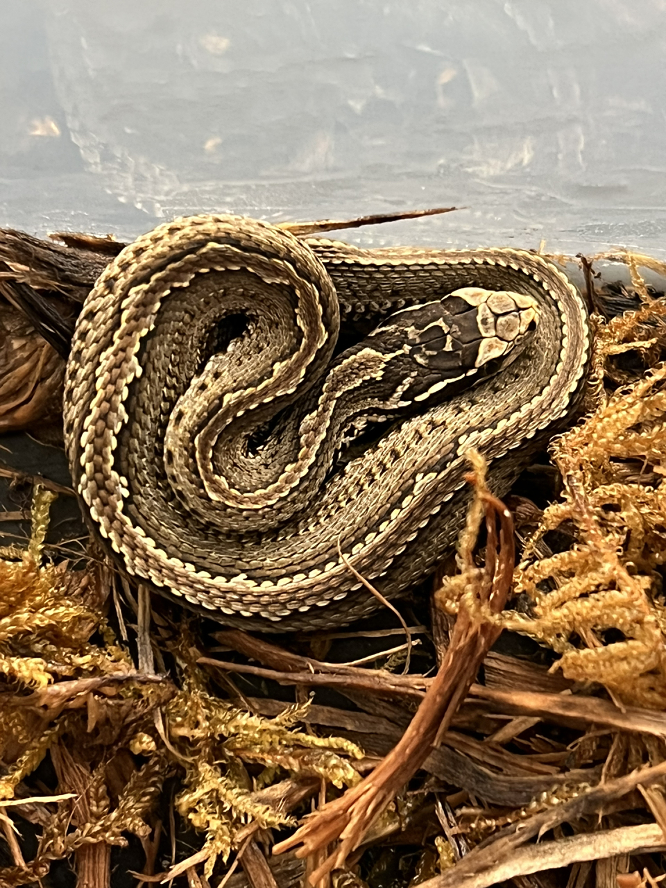 短尾蝮(国产毒蛇颜值担当) 非常漂亮的三条变异短尾蝮,而且三条蛇的