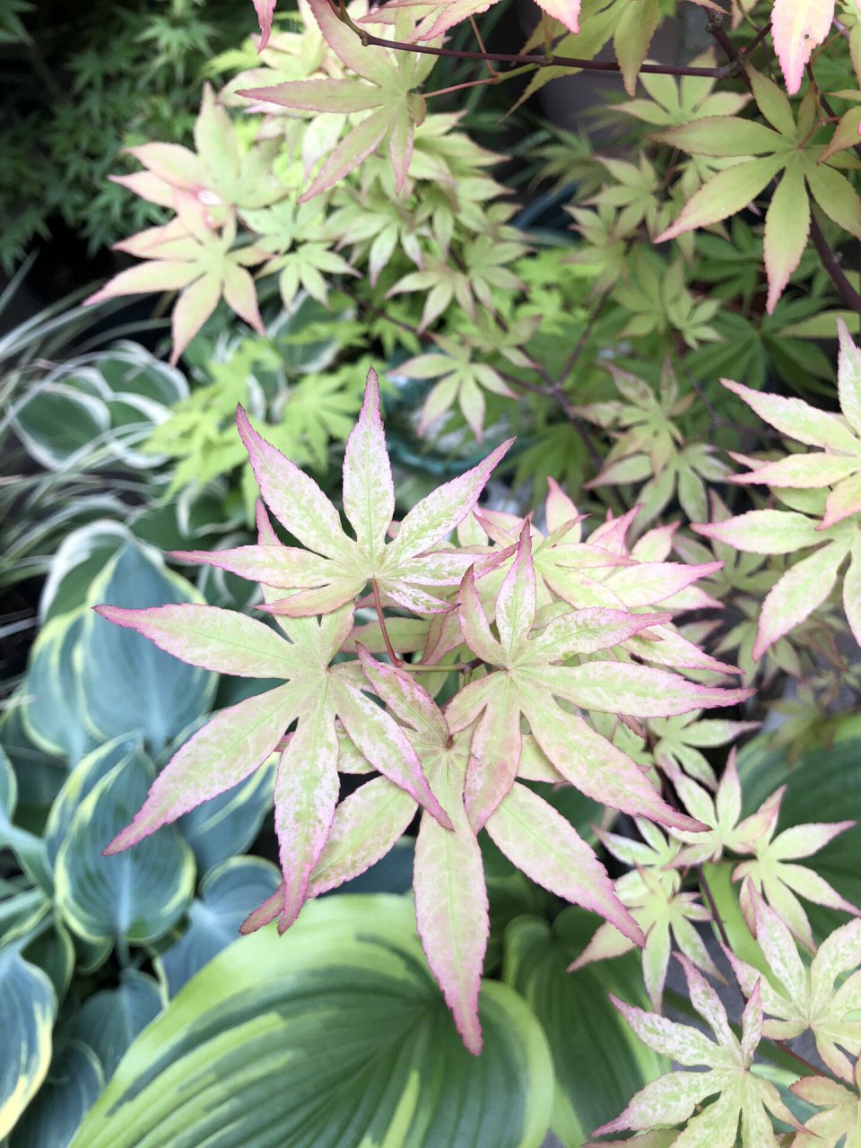 日本枫树—浮云 别真成"浮云"了,今年川渝两地的老苗浮云表现都不错