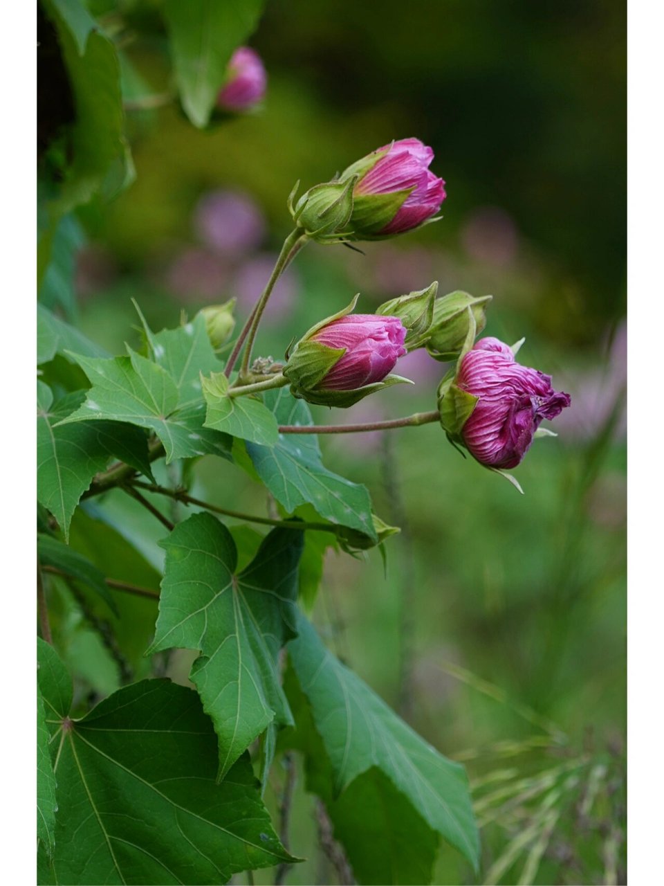照水芙蓉 《辛夷坞》/王维 木末芙蓉花,山中发红萼.