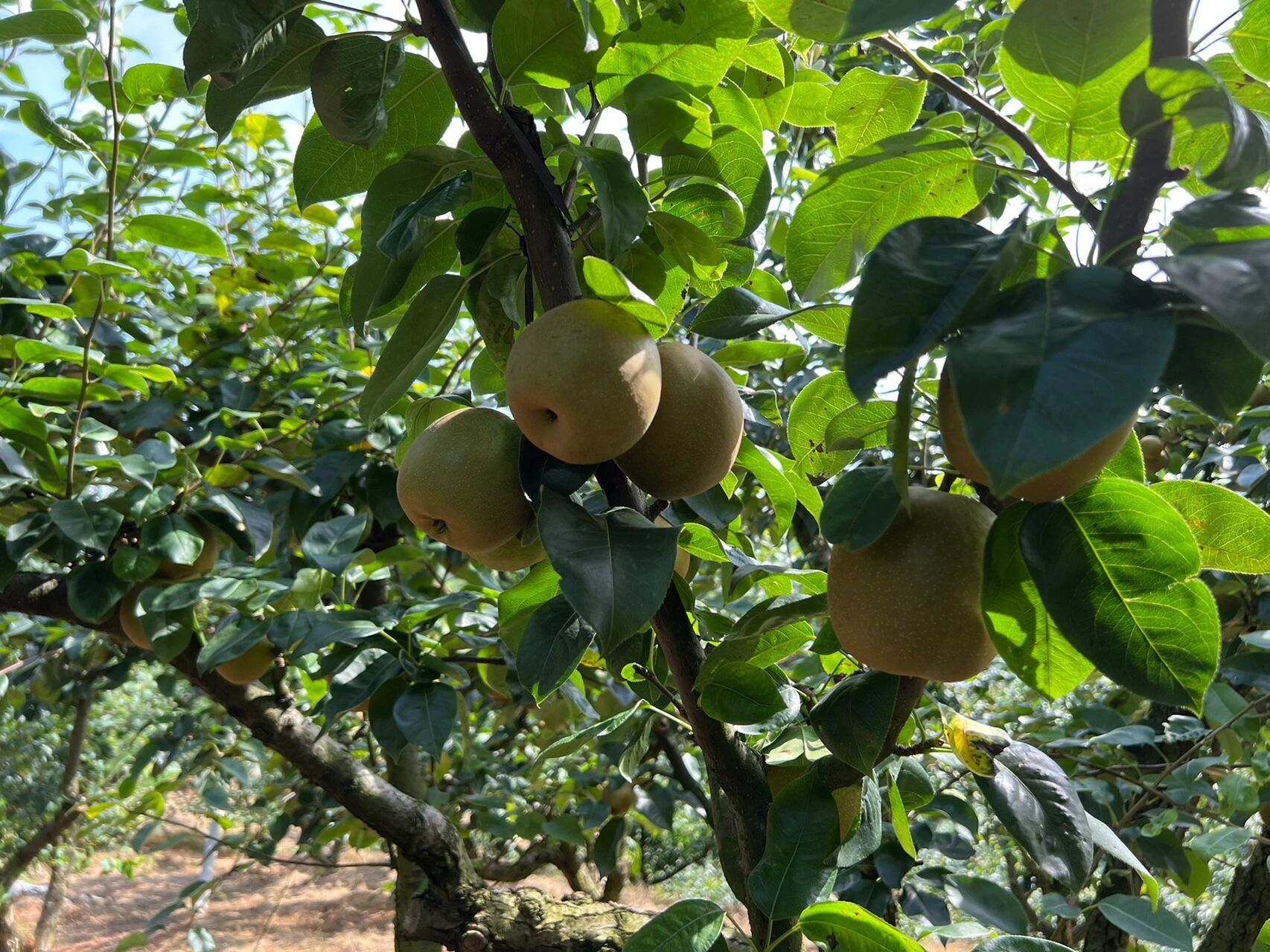 翠冠梨小知识分享~  梨类在整个水果类中属于比较受轻视的品类,零售