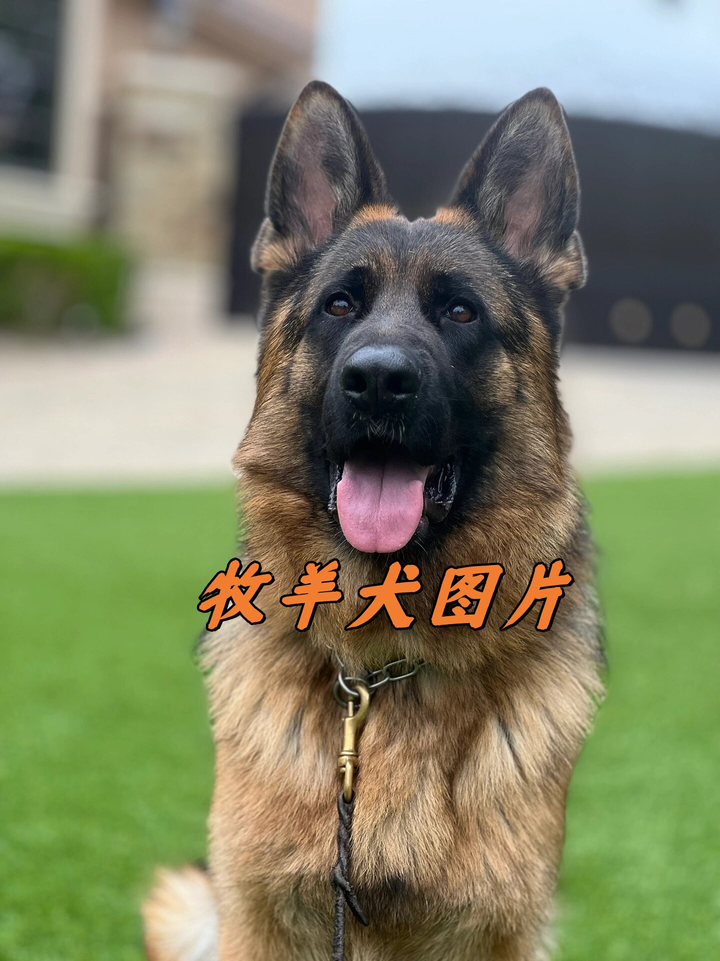 牧羊犬图片