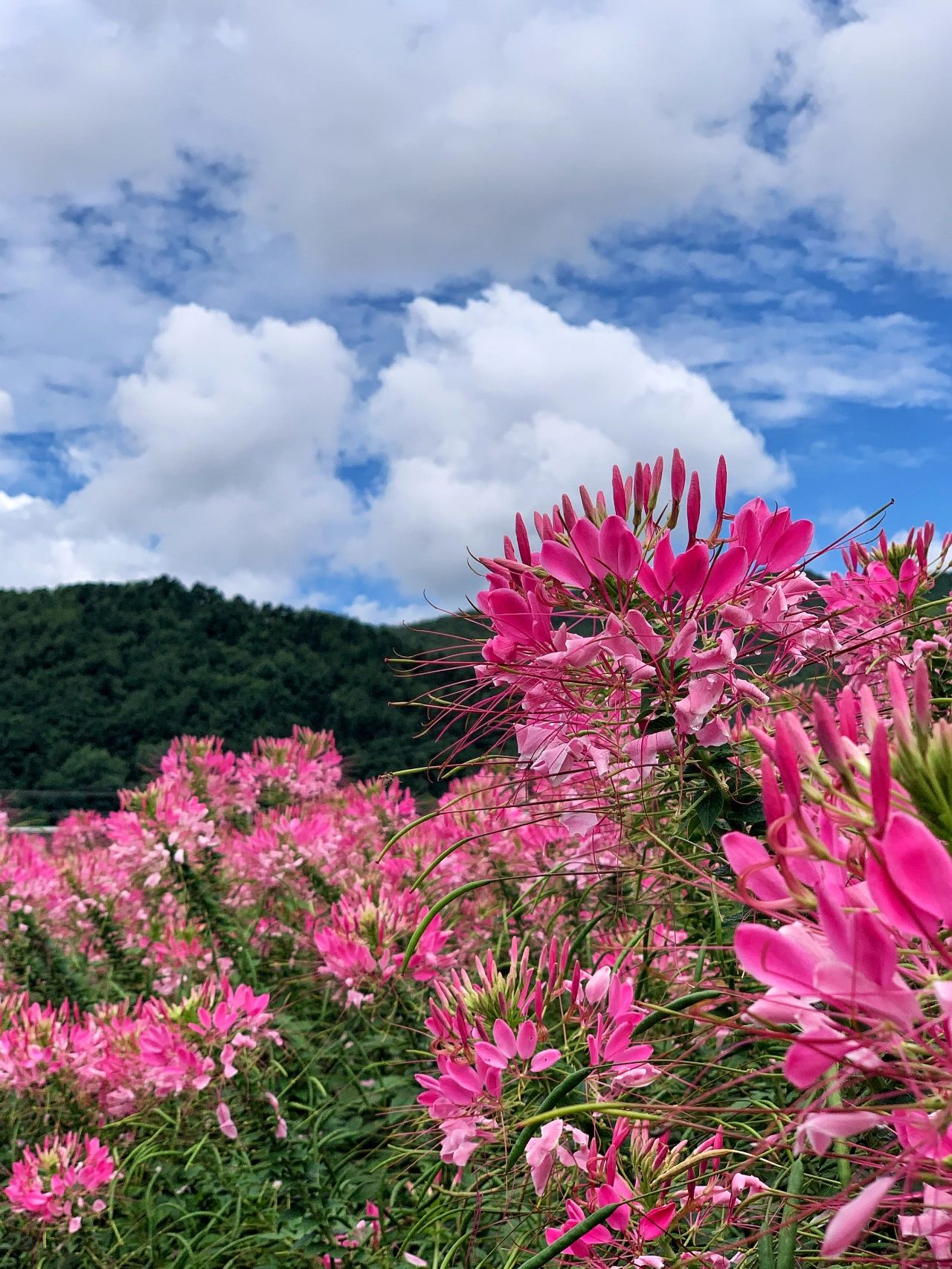 四季花海 四季花海位于延庆的四海镇,青山绿水间上千亩鲜花姹紫嫣红