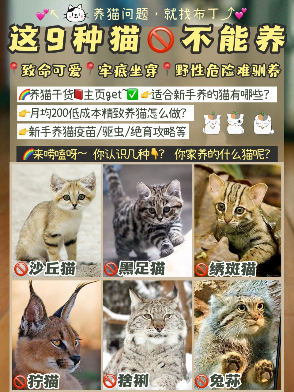 9大牢底坐穿猫,你知道几个?