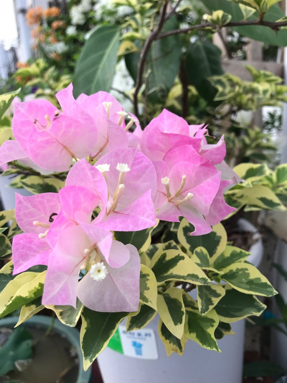 三角梅金边樱花 去年樱花真的是社死,花颜色丑,叶子也是没有观赏可言