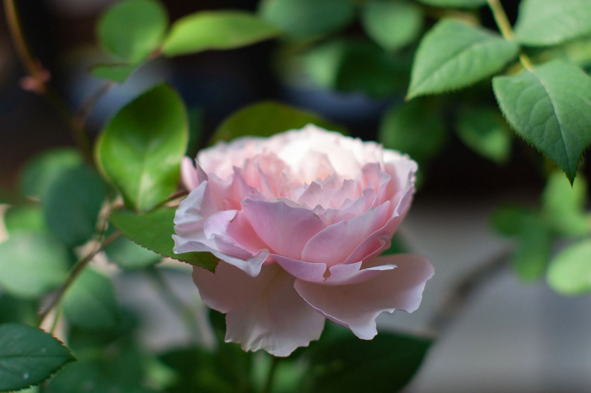 粉色柔美系月季品种第一名|美咲,日和 养过的优秀月季品种推荐,阳台