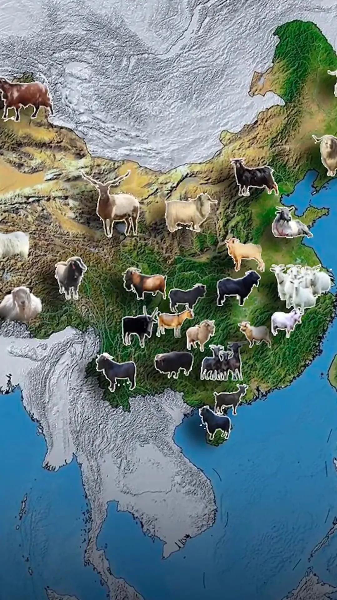 未来几年在农村养羊有前景吗 未来几年在农村养羊是否有前景,取决于多