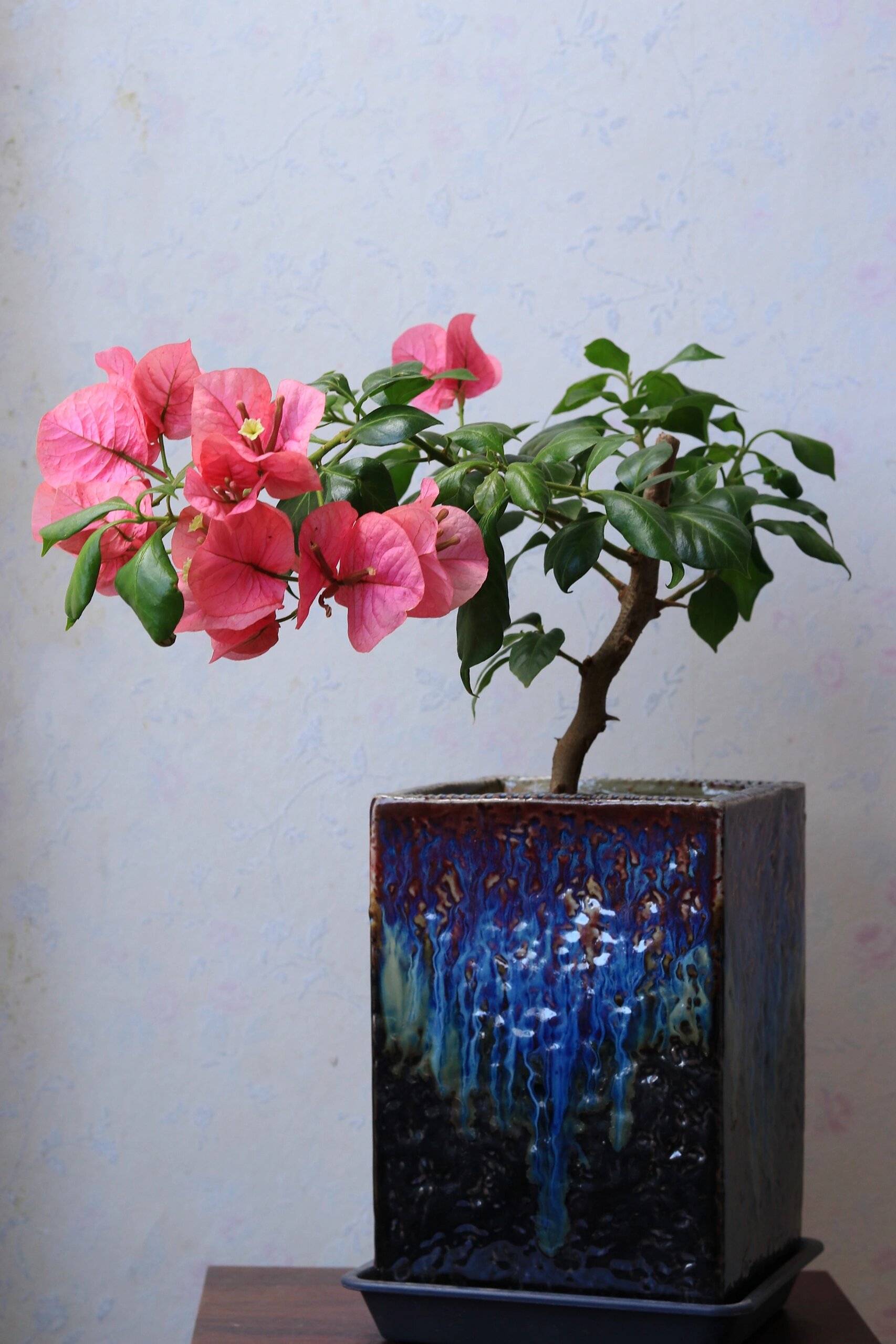 勤花三角梅推荐