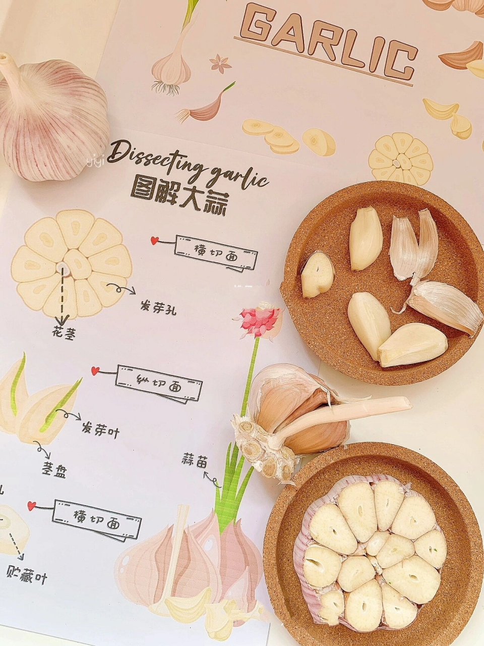 大蒜科普🧄|在家早教陪玩 由于口罩原因,幼儿园又放假了 原创大蒜