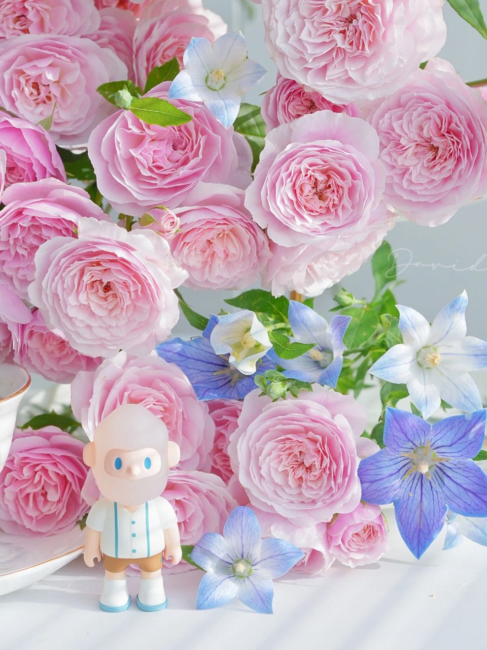 来自俏溪阳的白桃果冻 	 谢谢小姐姐的投喂 p1-5为纯脉动养护下第