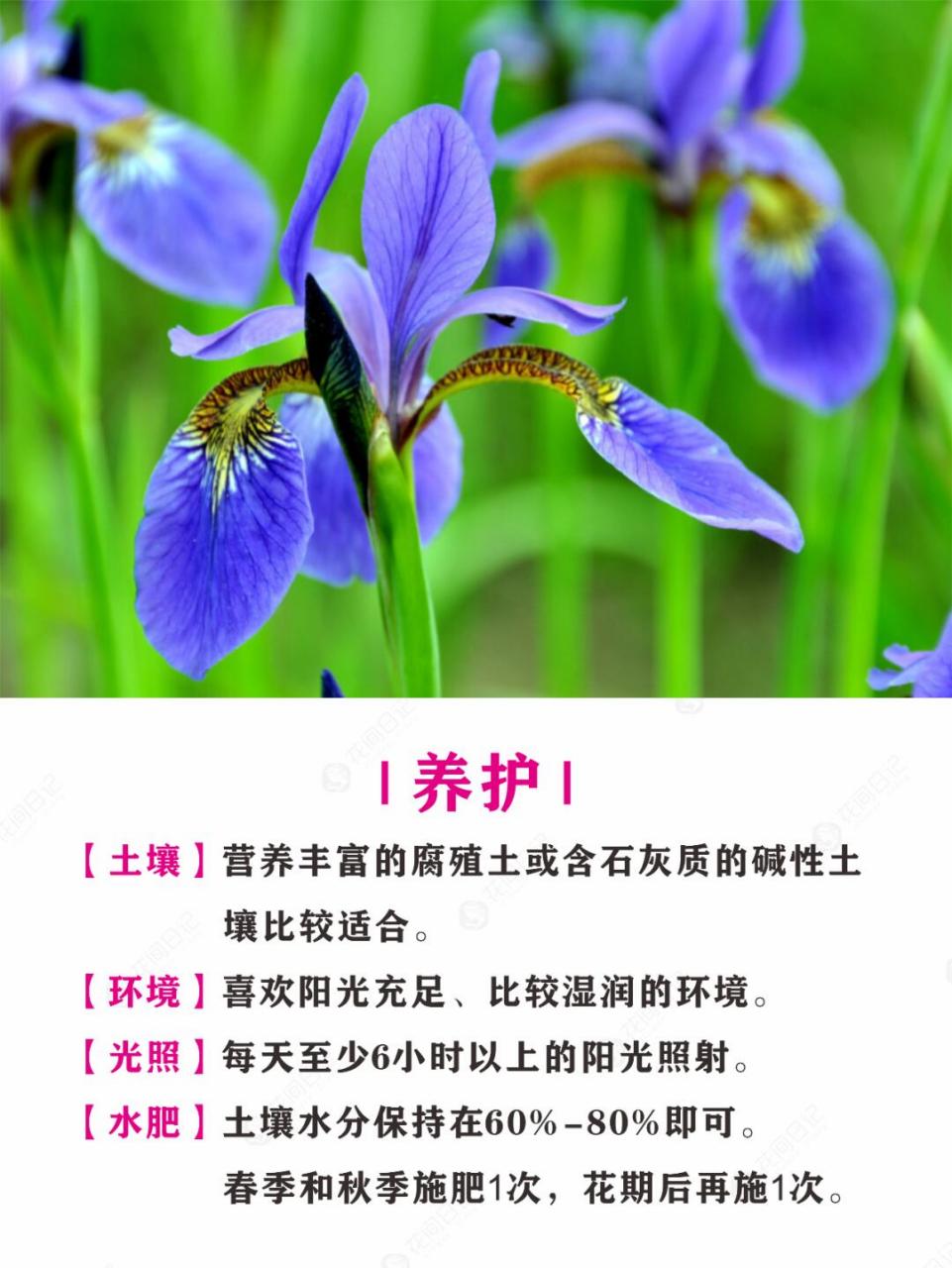 鸢尾草功效图片