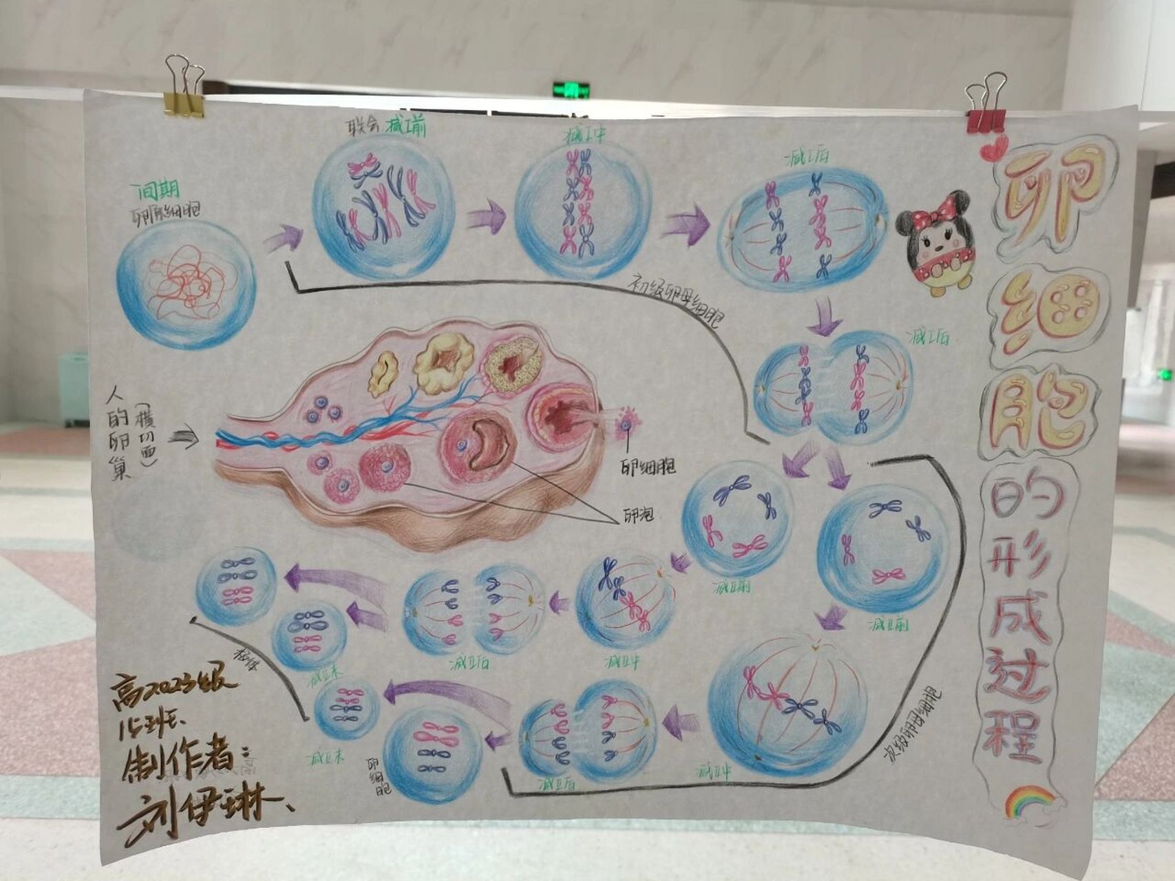 卵细胞减数过程图手绘图片